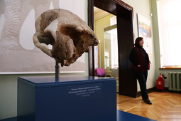 Уникальный экспонат — череп Фанагорийского слона