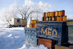 Зимний мёд, Ставропольский край