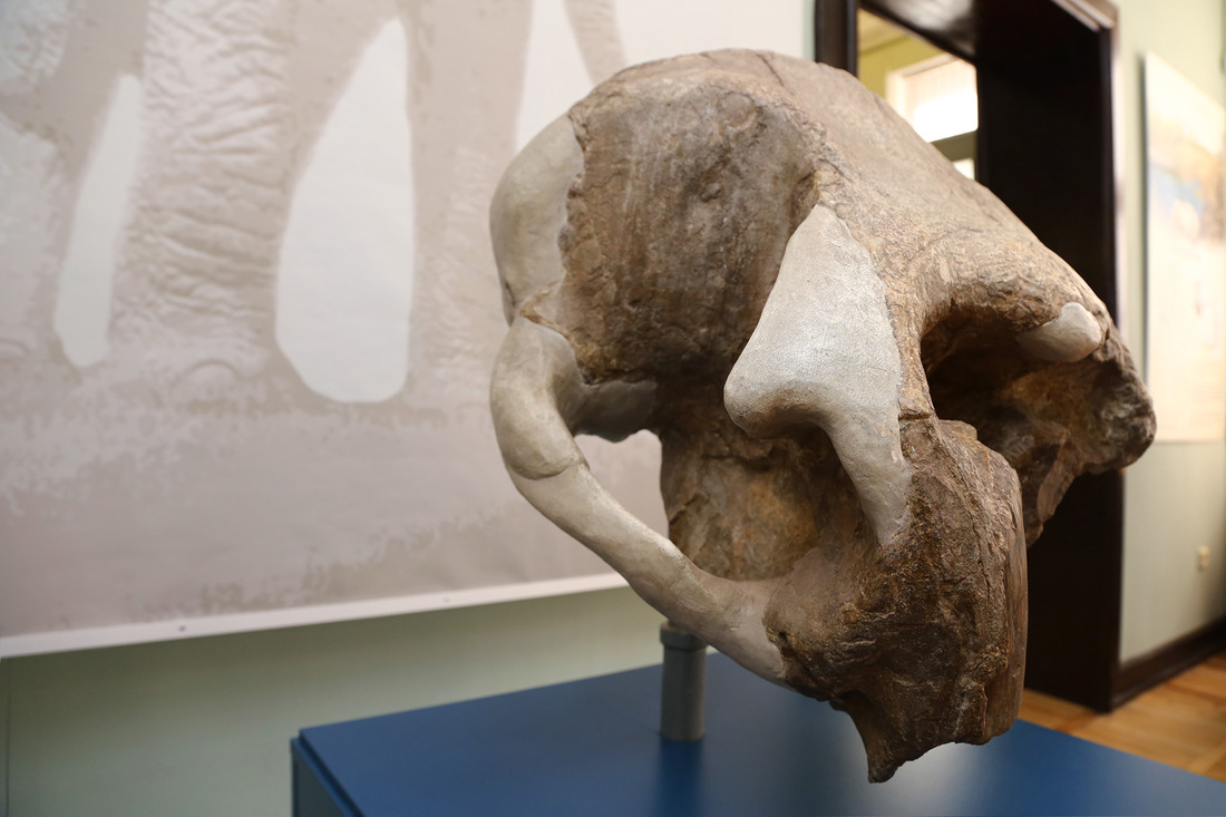 Уникальный экспонат — череп ископаемого фанагорийского слона